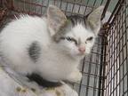 Q-Tea Domestic Shorthair Kitten Female