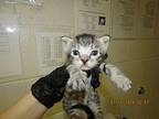 Bravo Domestic Shorthair Kitten Female
