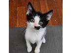 Nachos Domestic Mediumhair Kitten Male
