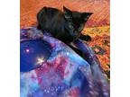 Fondant Domestic Shorthair Kitten Male