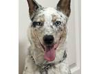 Adopt Cosmo a Cattle Dog, Husky