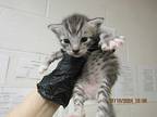Alpha Domestic Shorthair Kitten Male