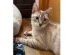 Sam Domestic Shorthair Young Male
