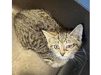 Denny Domestic Shorthair Kitten Female
