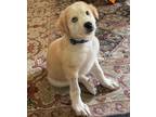 Adopt Gemini a Retriever, Australian Cattle Dog / Blue Heeler