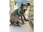 Adopt Duncan a Labrador Retriever, Pit Bull Terrier