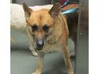 Gemma German Shepherd Dog Adult Female