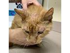 Goldfish Domestic Shorthair Senior Female
