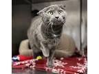 Agatha Domestic Shorthair Senior Female