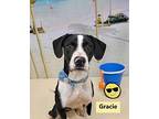 Gracie American Pit Bull Terrier Puppy Female