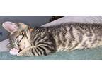 Summer Domestic Shorthair Kitten Female