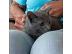 Sky Domestic Shorthair Kitten Female