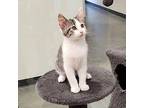 Thalia Domestic Shorthair Kitten Female