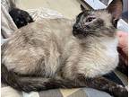 Ella Siamese Adult Female