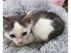 Rocco Manx Kitten Male
