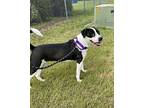 Michaela American Staffordshire Terrier Young Female