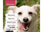 Bori (D) Corgi Young Female