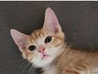 Cheeto Domestic Mediumhair Kitten Male