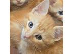 (bo) Coral (fka Kido) Domestic Shorthair Kitten Female