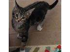 Kolohe Domestic Shorthair Kitten Male