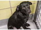 Adopt Tres a Catahoula Leopard Dog