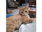 Snare Drum Domestic Shorthair Kitten Male