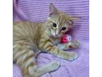 Adopt Vincent a American Shorthair