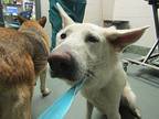 Ghost German Shepherd Dog Adult Female