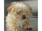 Whitaker Terrier (Unknown Type, Small) Senior Male