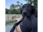 Adopt Ron a Black Labrador Retriever