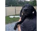 Adopt Dobby a Black Labrador Retriever