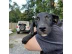 Adopt Draco a Black Labrador Retriever