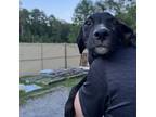 Adopt Harry a Black Labrador Retriever