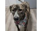 Adopt Ranger a Mixed Breed