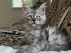 Adorable Pink Collar Black Smoke Maine Coon Girl