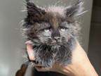 Beautiful Solid Black Maine Coon Girl