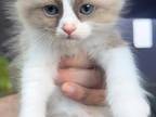 RESERVED Ragdoll
