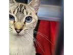 Darla Domestic Shorthair Young Female