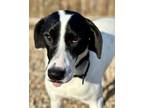 Expo Hound (Unknown Type) Young Male