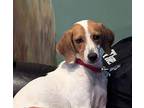 Sadie Beagle Young Female