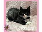 Jiggles Domestic Shorthair Kitten Male