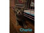 Charlie Domestic Mediumhair Kitten Male