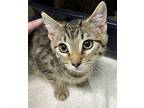 Chai Domestic Shorthair Kitten Female