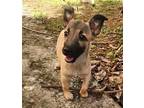 Milagro Shepherd (Unknown Type) Puppy Female