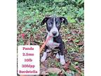 Panda Mixed Breed (Medium) Puppy Female
