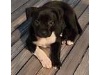 Billy Jack Mixed Breed (Medium) Puppy Male
