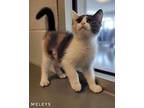Meleys Domestic Shorthair Kitten Female