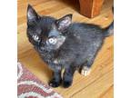 Cheeto Domestic Shorthair Kitten Female