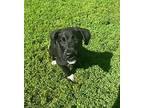 Louie Labrador Retriever Puppy Male