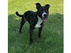 Jonesy Mixed Breed (Medium) Young Male